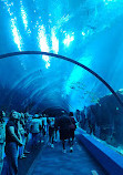 Georgia Aquarium