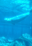 Georgia Aquarium