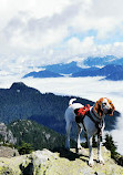 Mount Seymour Trail