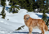 Mount Seymour Trail