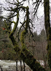 Seymour Valley Trail