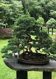 Japanese Garden