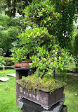 Japanese Garden