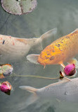 Japanese Garden Augsburg