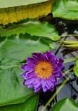 Japanese Garden Augsburg