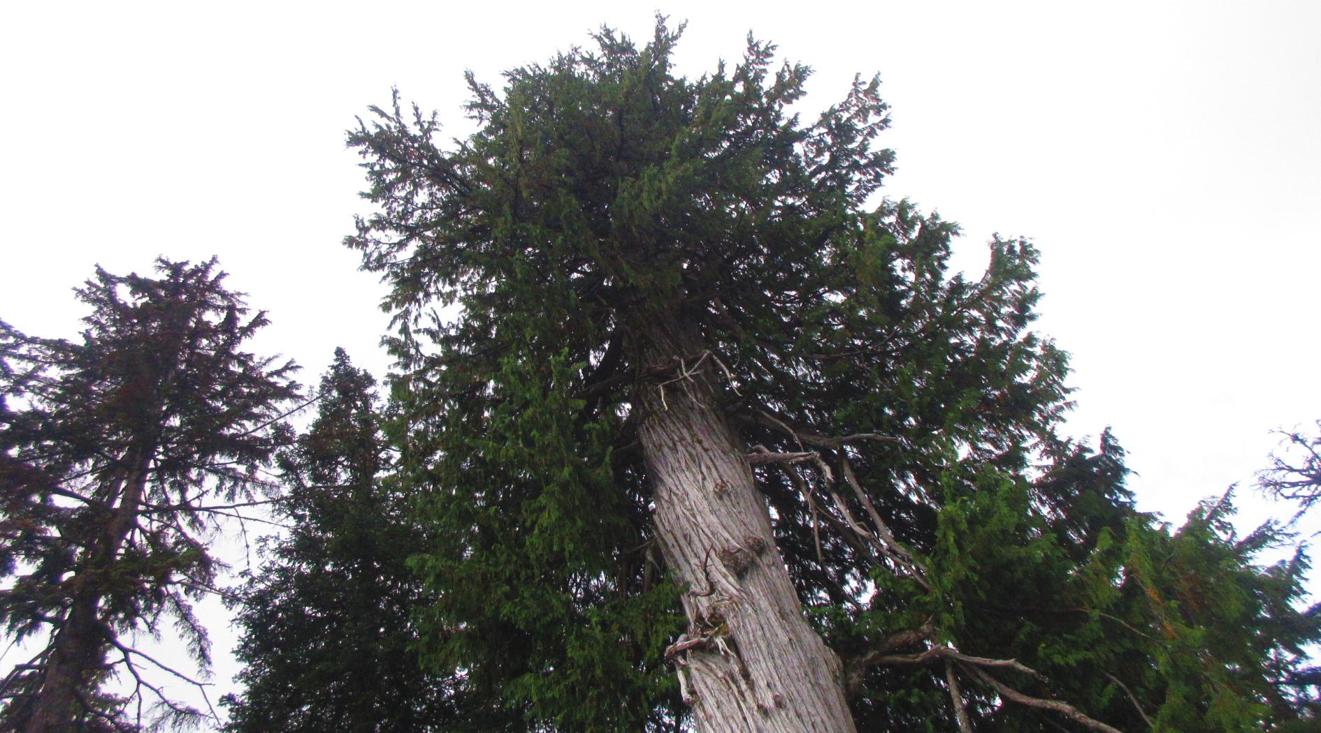 Roadside Yellow Cedar