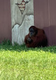 Audubon Zoo