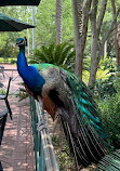 Audubon Zoo