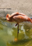 Audubon Zoo