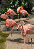 Audubon Zoo