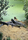 Audubon Zoo