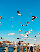 Sheepshead Bay Piers