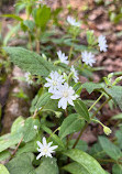 Scott’s Run Nature Preserve