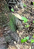 Scott's Run Nature Preserve East Entrance