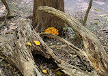 Scott's Run Nature Preserve East Entrance