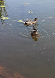 Harlem Meer