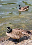 Harlem Meer