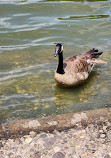 Harlem Meer