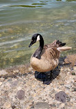 Harlem Meer