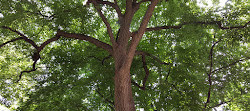 Stuyvesant Square Park