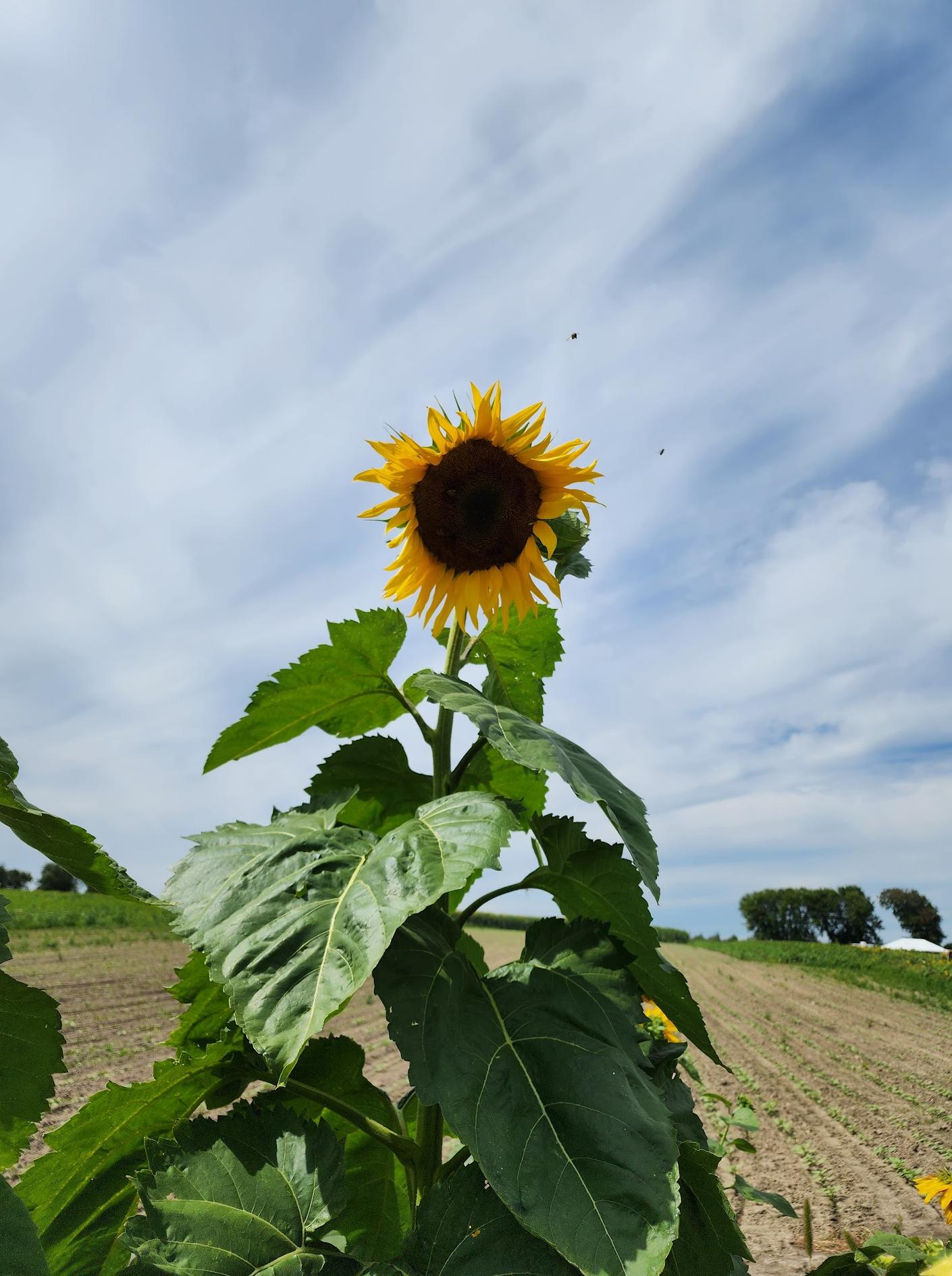 Mercado agrícola de Pingle