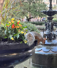 Fontana di Madison Square