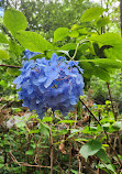 Hatcher Garden and Woodland Preserve