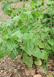 Hatcher Garden and Woodland Preserve