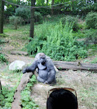 Congo Gorilla Forest