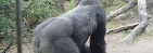 Congo Gorilla Forest