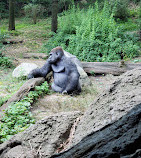 Congo Gorilla Forest