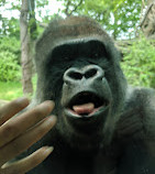 Congo Gorilla Forest