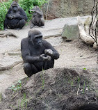Bosque de gorilas del Congo