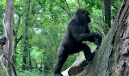 Congo Gorilla Forest