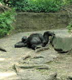 Congo Gorilla Forest