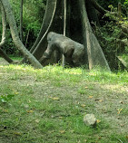 Congo Gorilla Forest