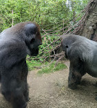 Congo Gorilla Forest