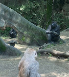 Congo Gorilla Forest