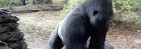 Congo Gorilla Forest