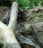 Congo Gorilla Forest