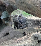 Congo Gorilla Forest