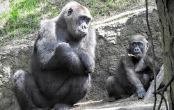 Bosque de gorilas del Congo