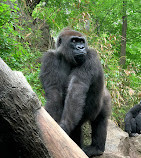 Congo Gorilla Forest