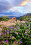 Nebo Loop National Scenic Byway