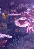 Antalya Aquarium