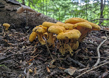 Parc de la Gatineau