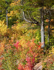 Gatineau Parkı