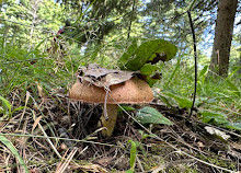 Gatineau Parkı