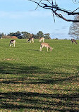 Tatton Park Country Park