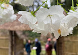 Tatton Park Country Park